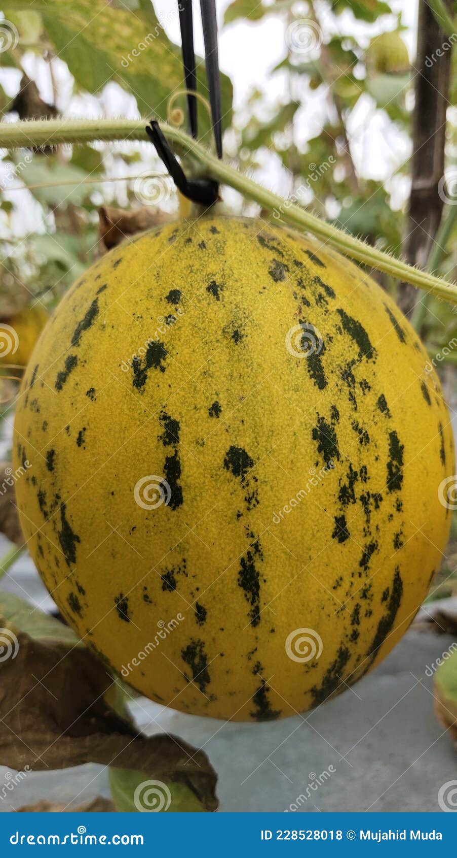 King Show Melon Direct Harvest Form Field Stock Photo Image of green