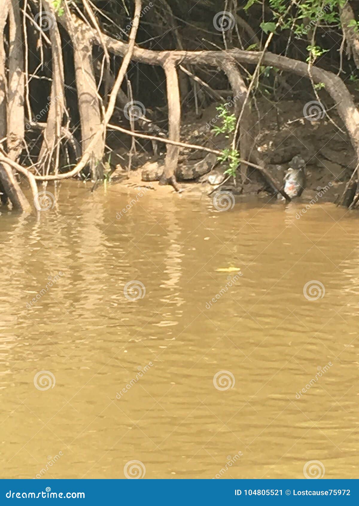 King Sized Snake Eating Catfish Stock Image Image of eating, river 104805521