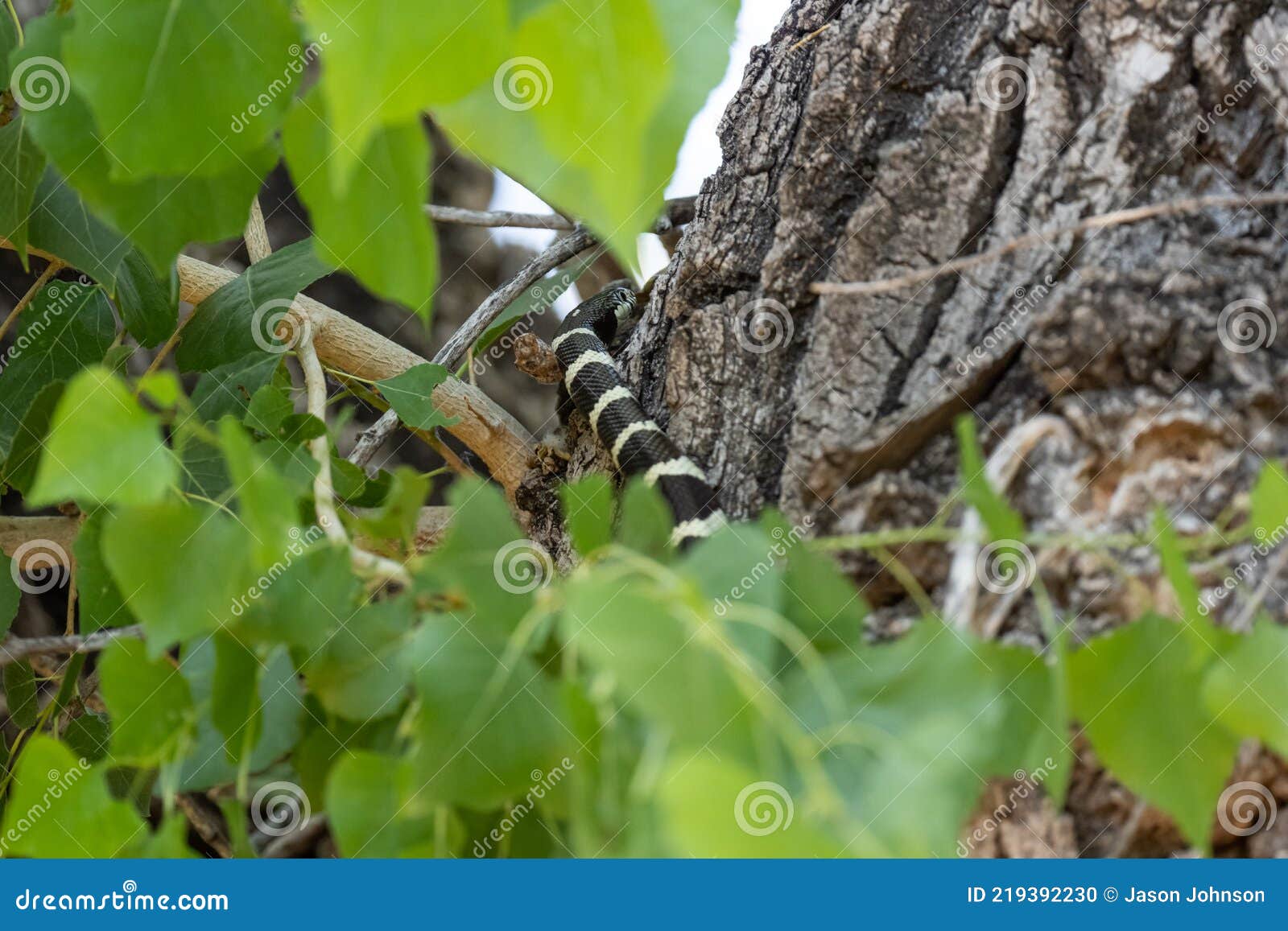A king snake in a tree stock photo. Image of king, unsuspecting 219392230