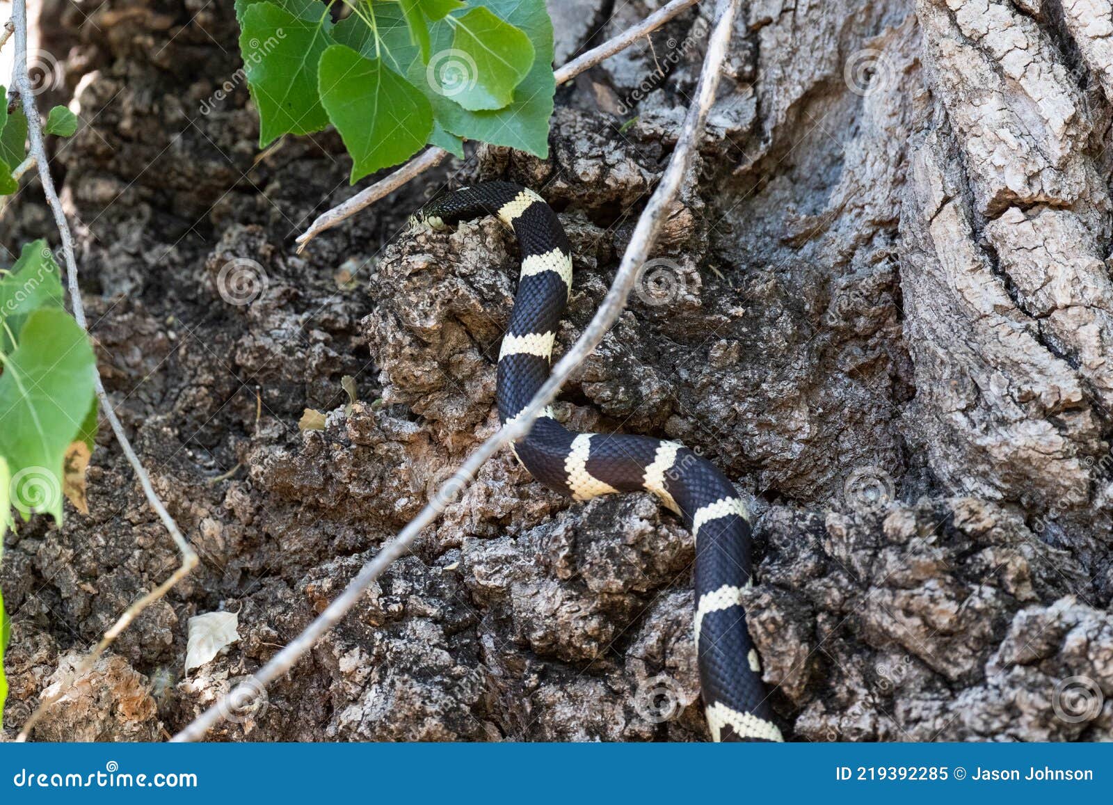 A king snake in a tree stock image. Image of king, sneaking 219392285