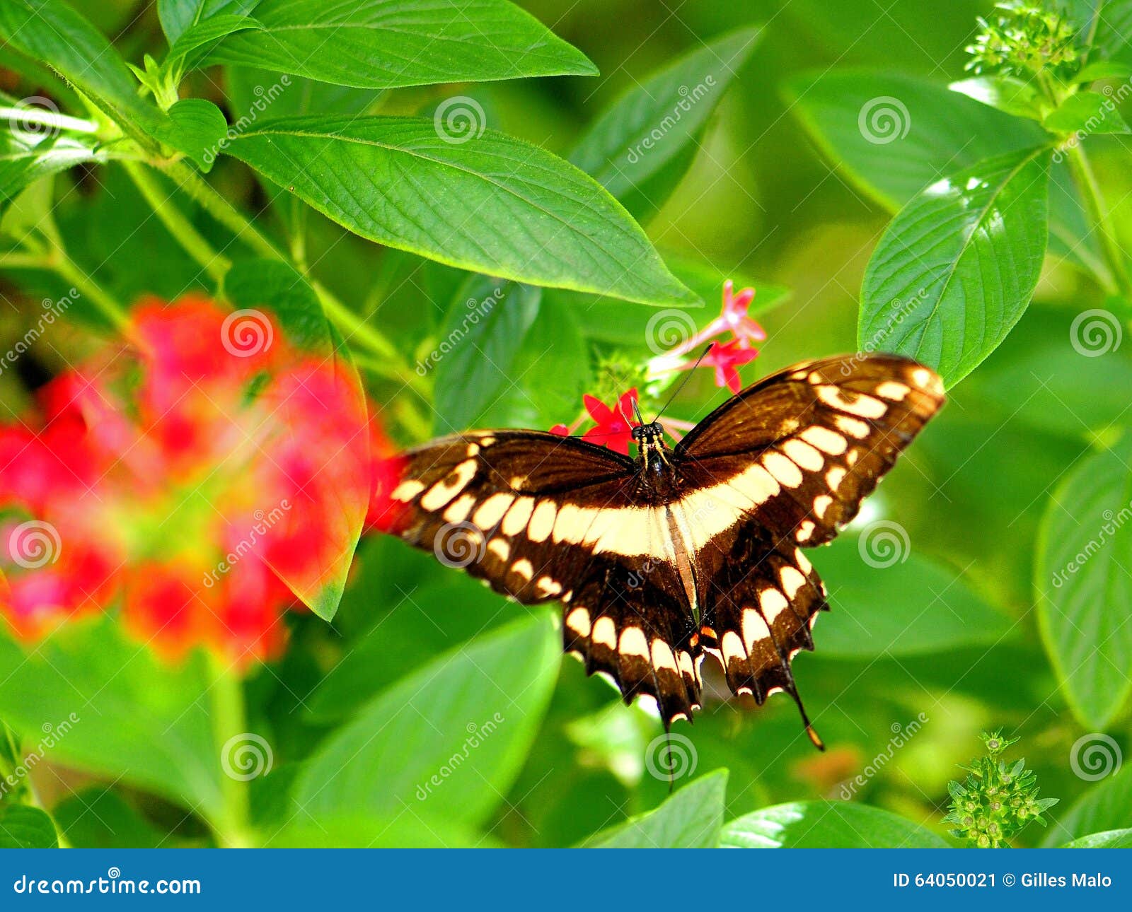 King Swallowtail Butterfly South Florida Stock Image Image Of