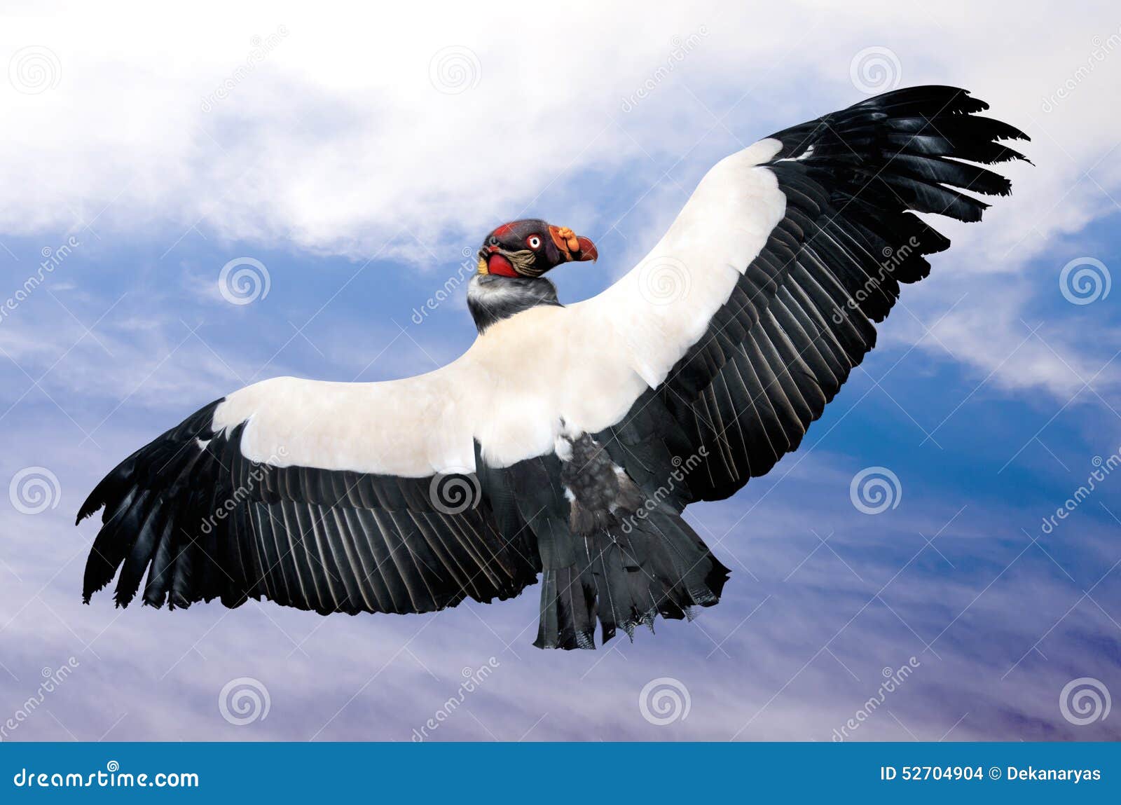 king vulture in flight (sarcoramphus papa)