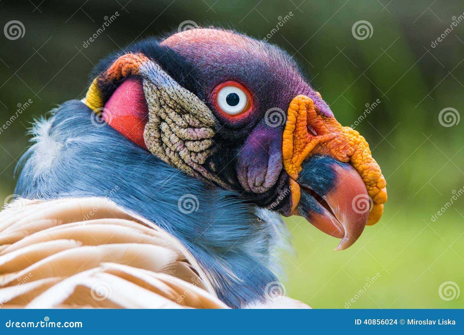 Stock photo of Head portrait of King vulture (Sarcoramphus papa) calling in  the rain. Available for sale on