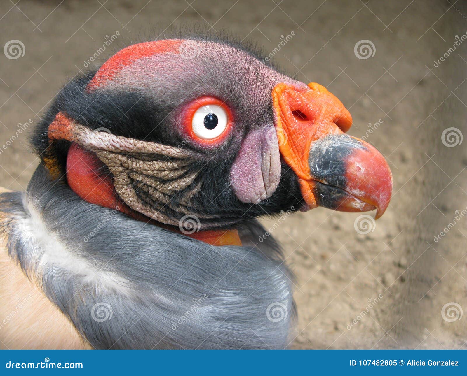 Stock photo of Head portrait of King vulture (Sarcoramphus papa) calling in  the rain. Available for sale on