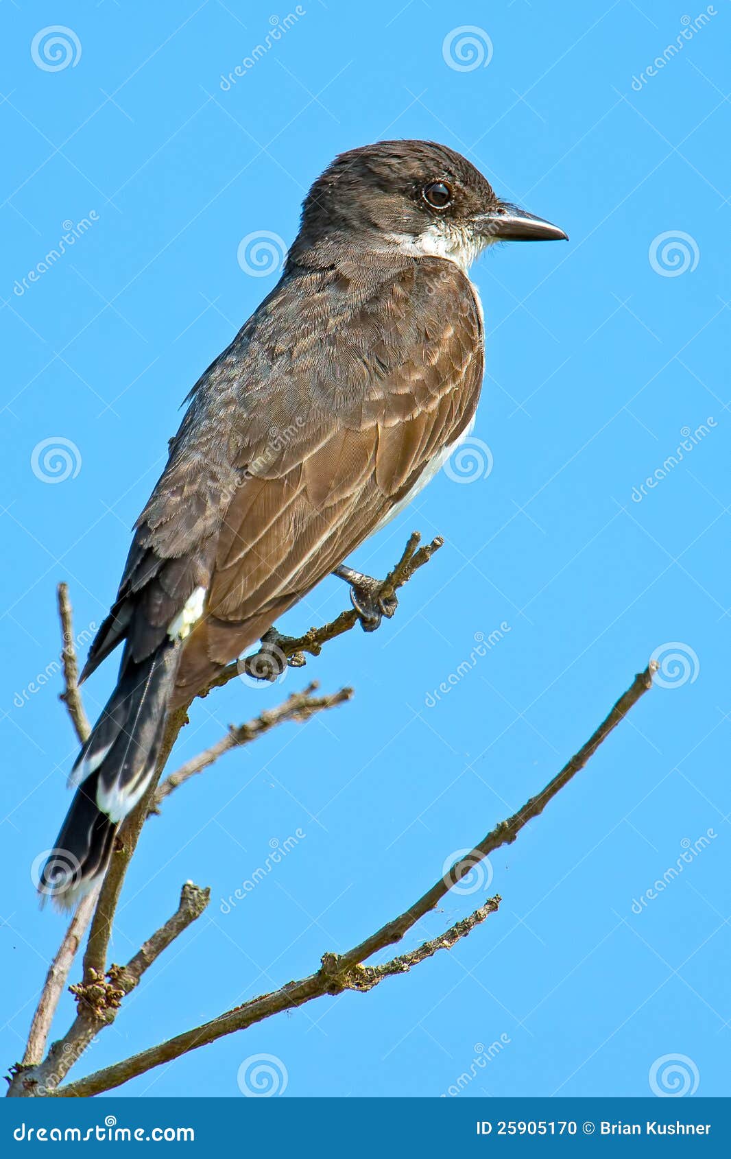 Kingbird oriental que está em uma filial com o céu azul profundo como um fundo.