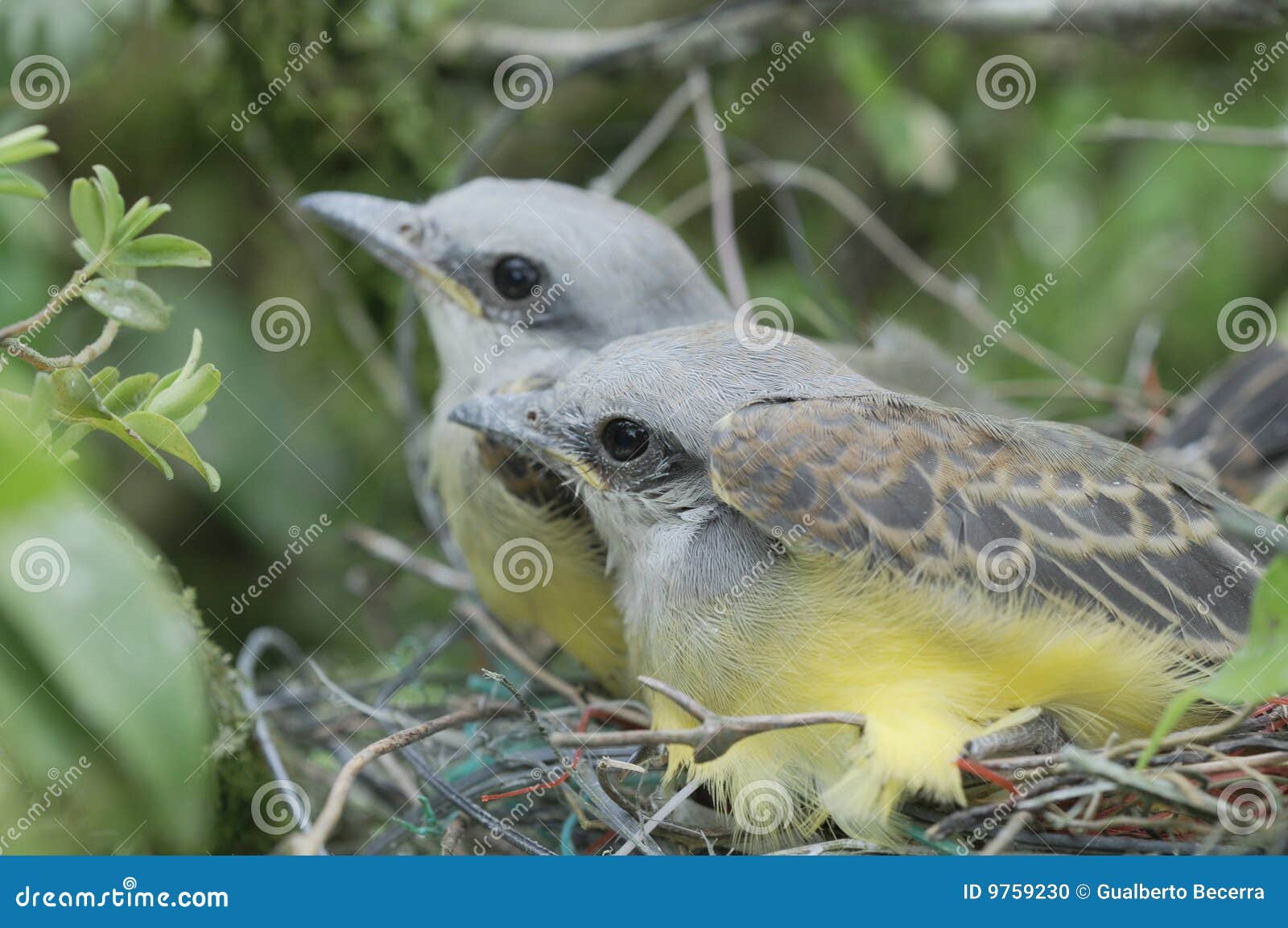 гнездй kingbird шиков их тропические 2 детеныша