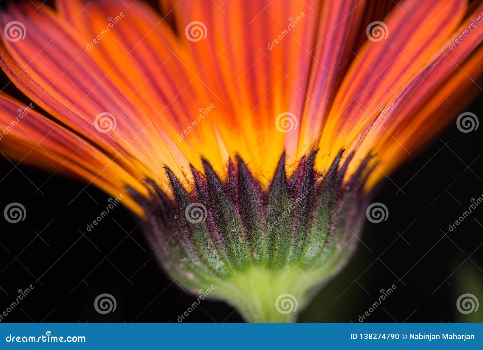 red yellow flower pot marigold