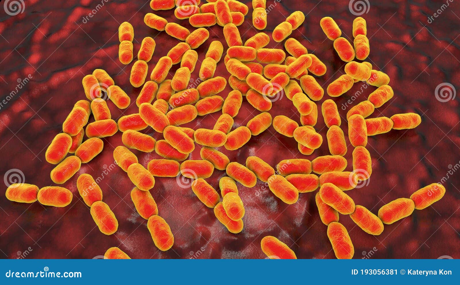 kingella bacteria, 