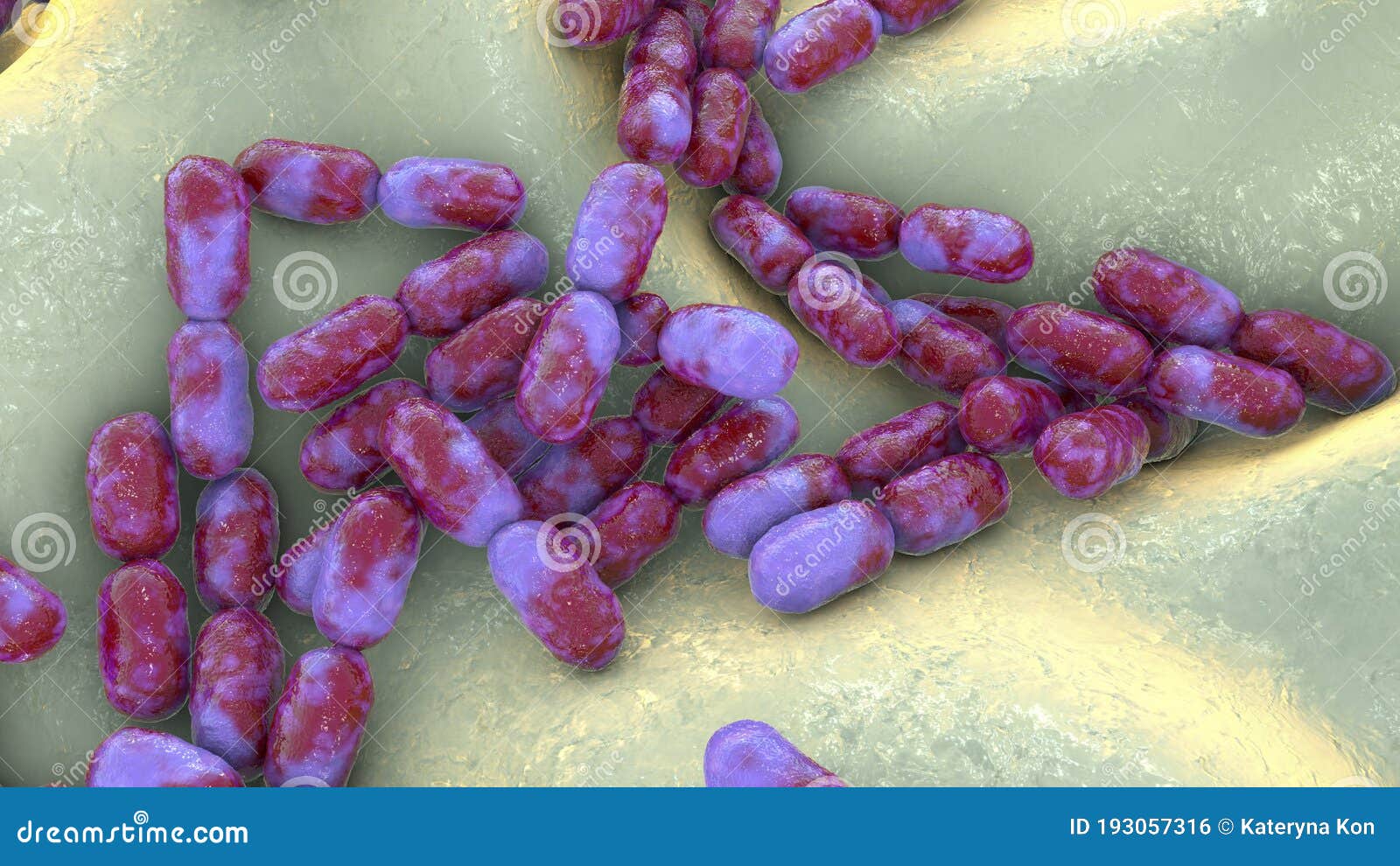 kingella bacteria, 