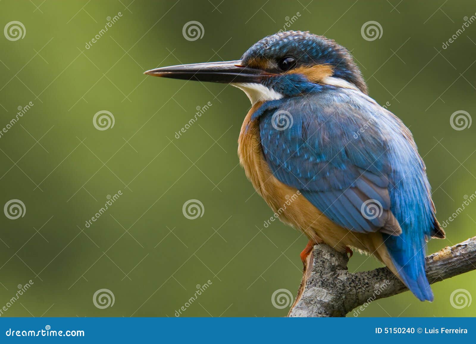 kingfisher