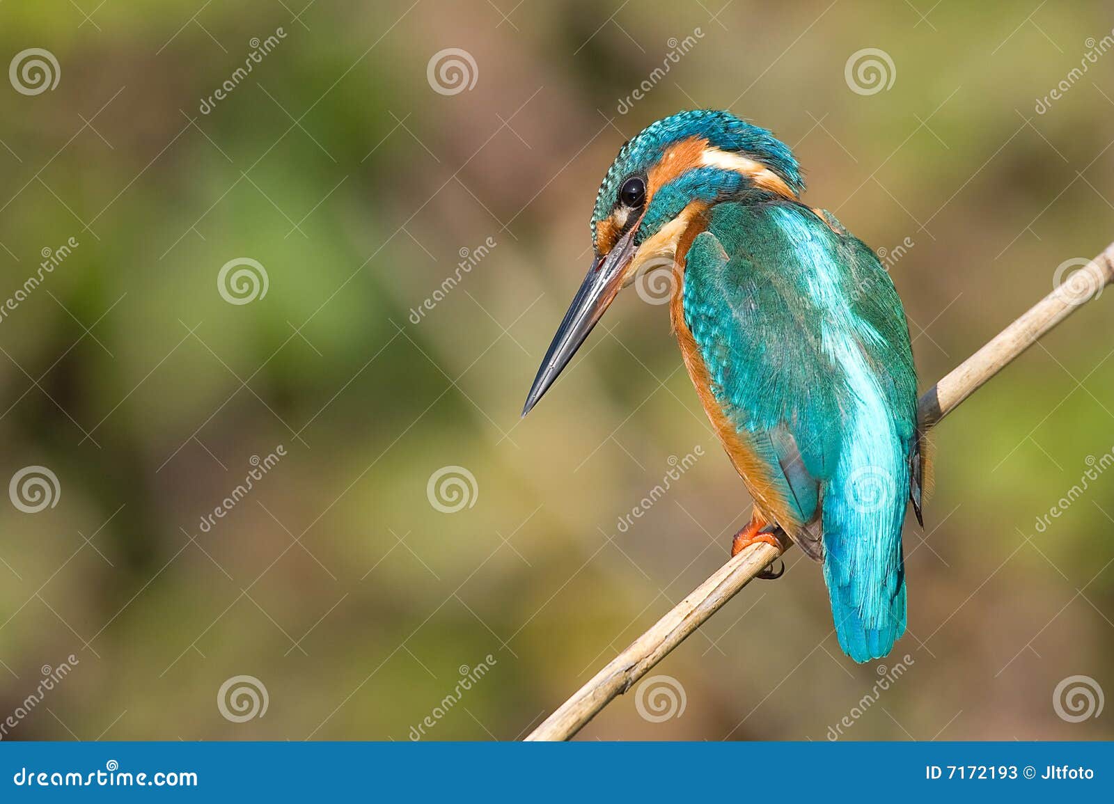 Kingfisher stock image. Image of orange, kingfisher, landscape 7172193