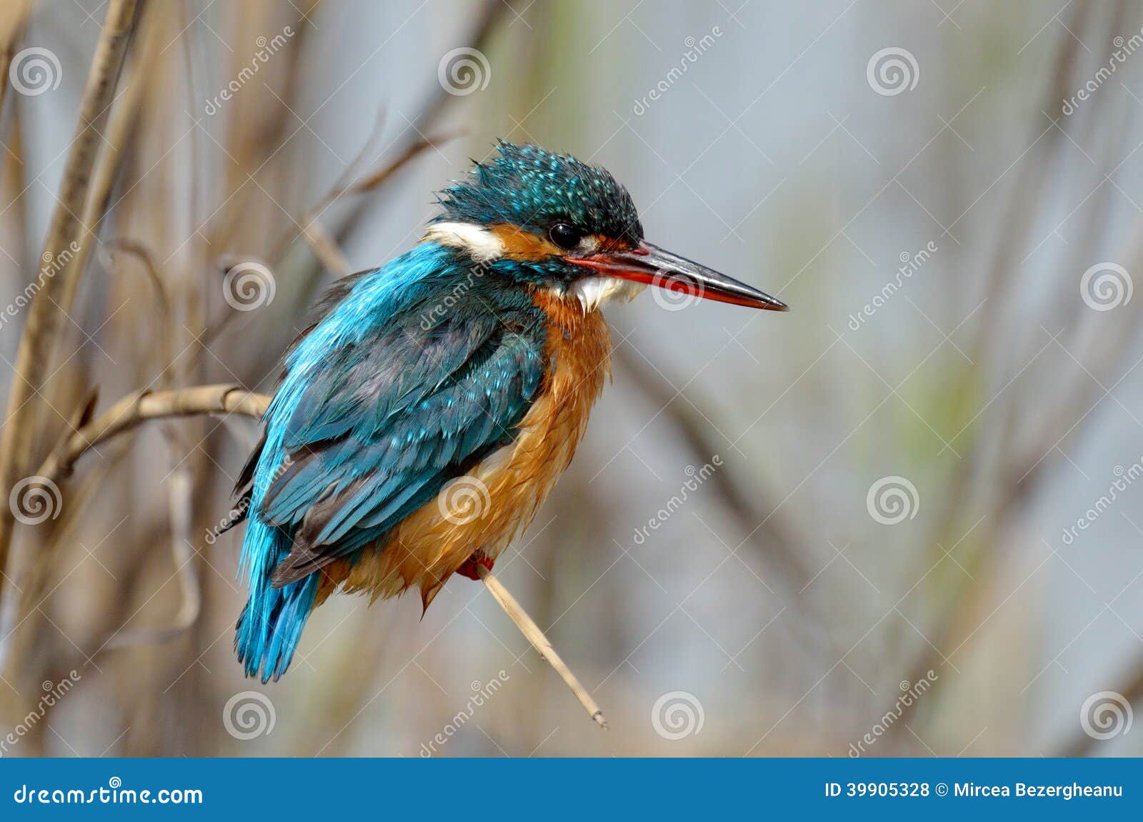 Alcedo Atthis Or Common Kingifisher The Most Chubby Bird In Thailand