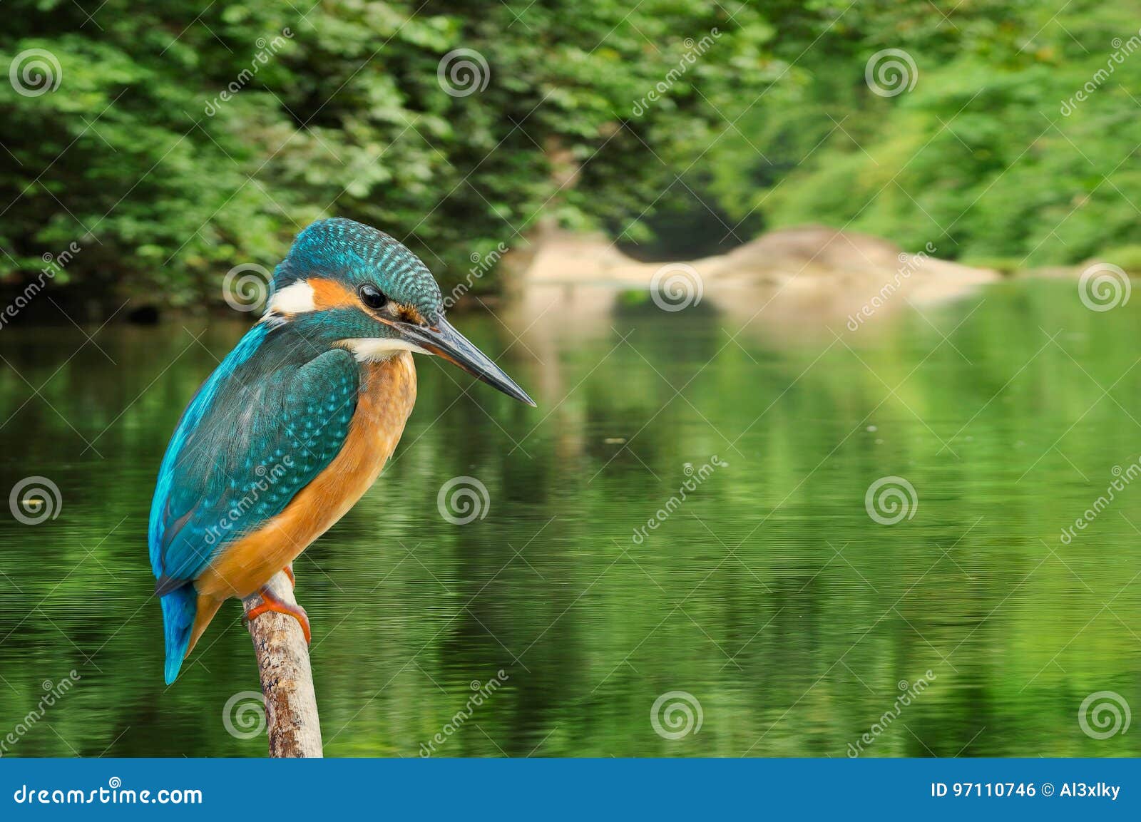 12,609 Birds Rain Stock Photos - Free & Royalty-Free Stock Photos from Dreamstime 12,609 Birds Rain Stock Photos - Free & Royalty-Free Stock Photos from Dreamstime