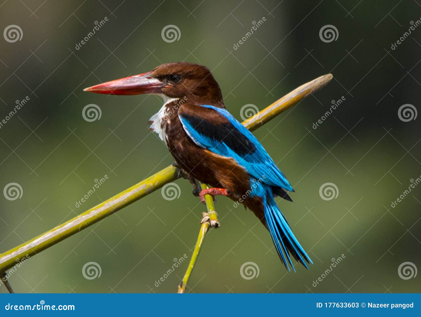 Kingfisher Bird Birds Lake Trees Kerala Stock Image - Image of ...