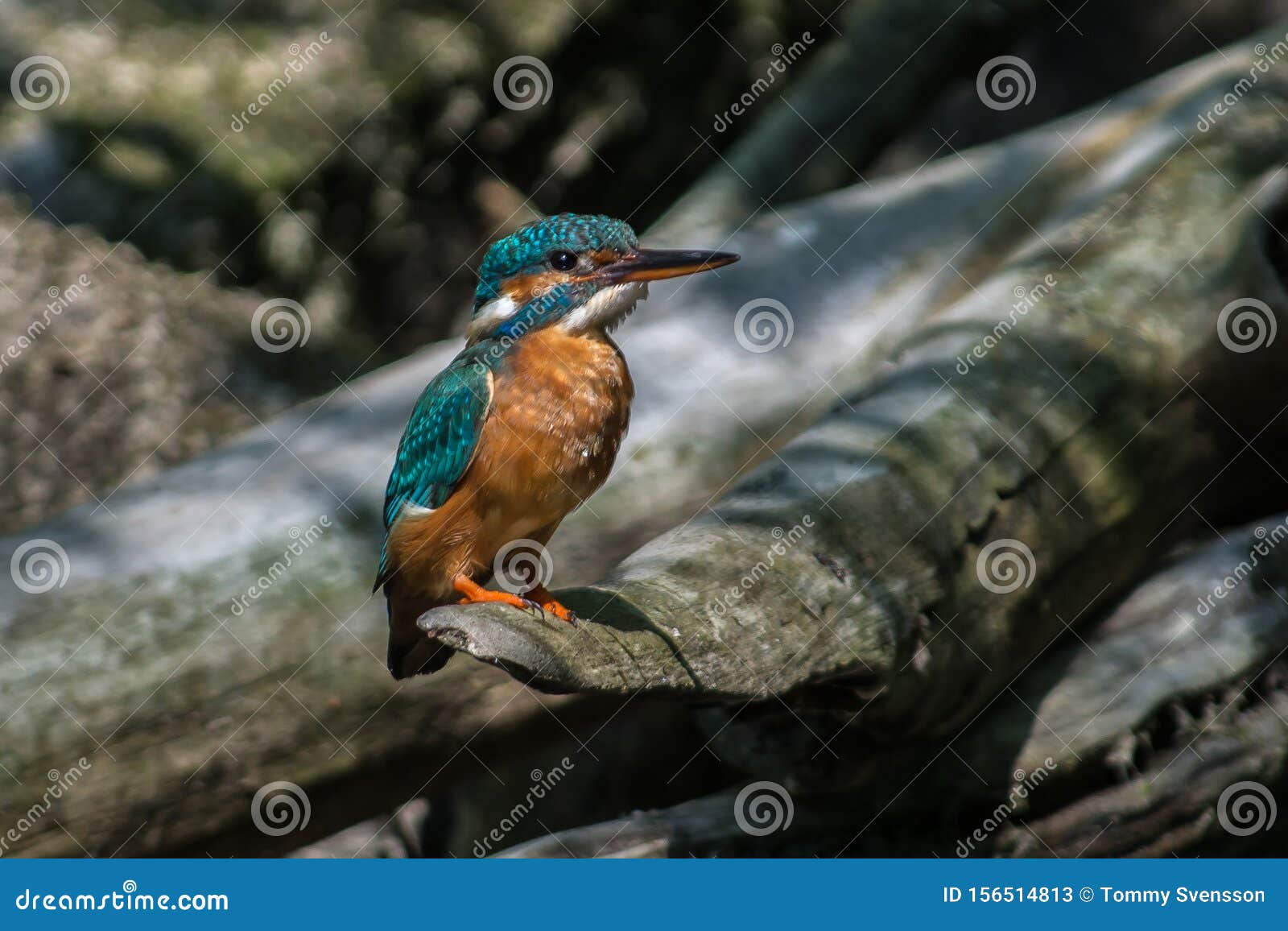 Kingfisher on a Creek in Sweden Stock Image Image of flycatcher