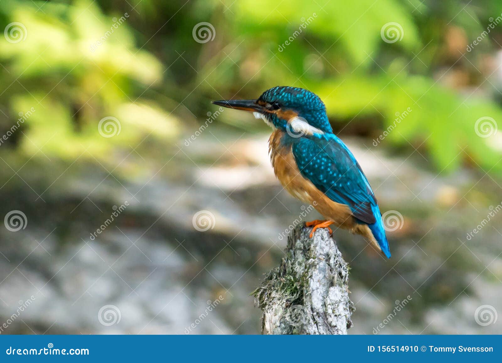 Kingfisher on a Creek in Sweden Stock Photo Image of crested, dipper