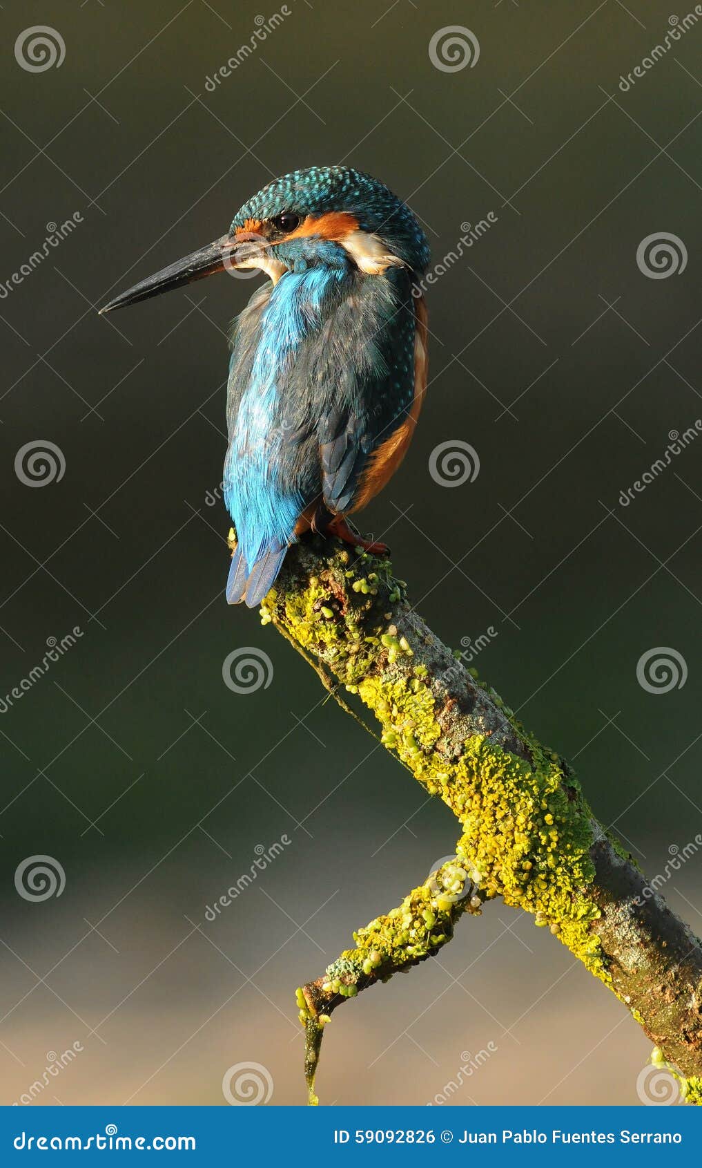 Kingfisher lights stock photo. Image of watches, dams 59092826