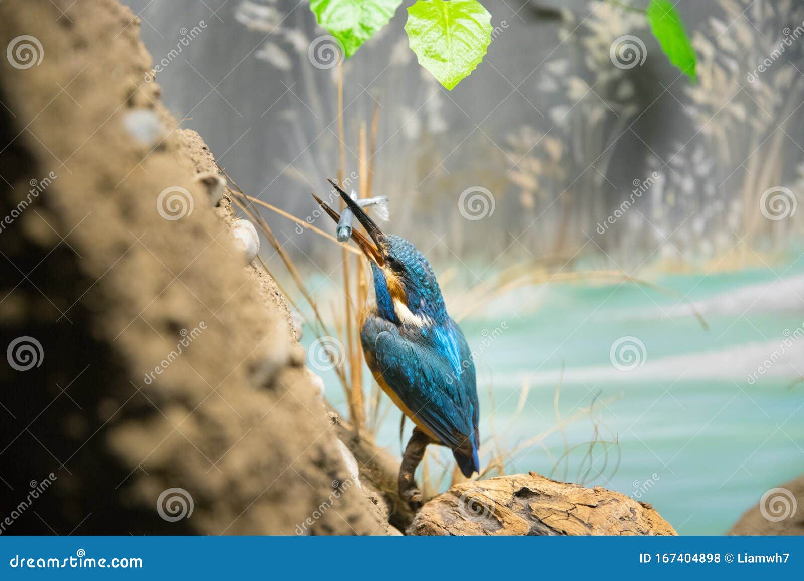 stuffed kingfisher