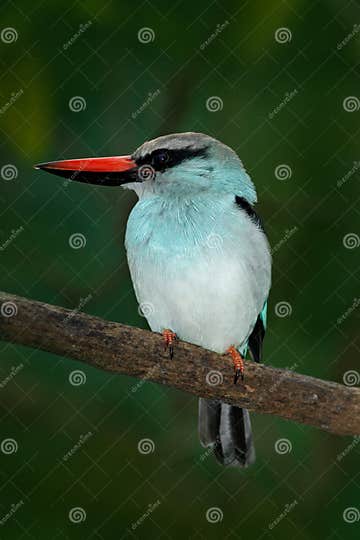 Kingfisher from Nigeria, Africa Blue-breasted Kingfisher, Halcyon ...