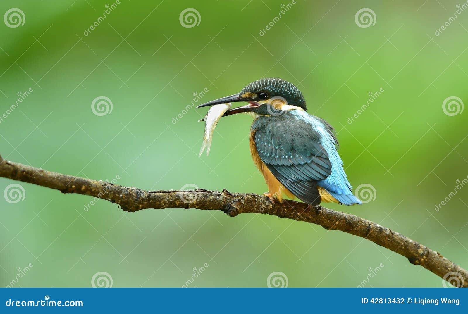 Kingfishers stock photo. Image of wild, sidelines, birds 42813432