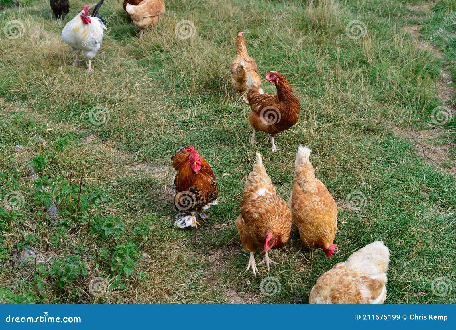 beroemd gevoeligheid overschrijving Kippen Met Vrije Uitloop in Open Voeding Op Grassen Stock Afbeelding -  Image of gevogelte, gezond: 211675199