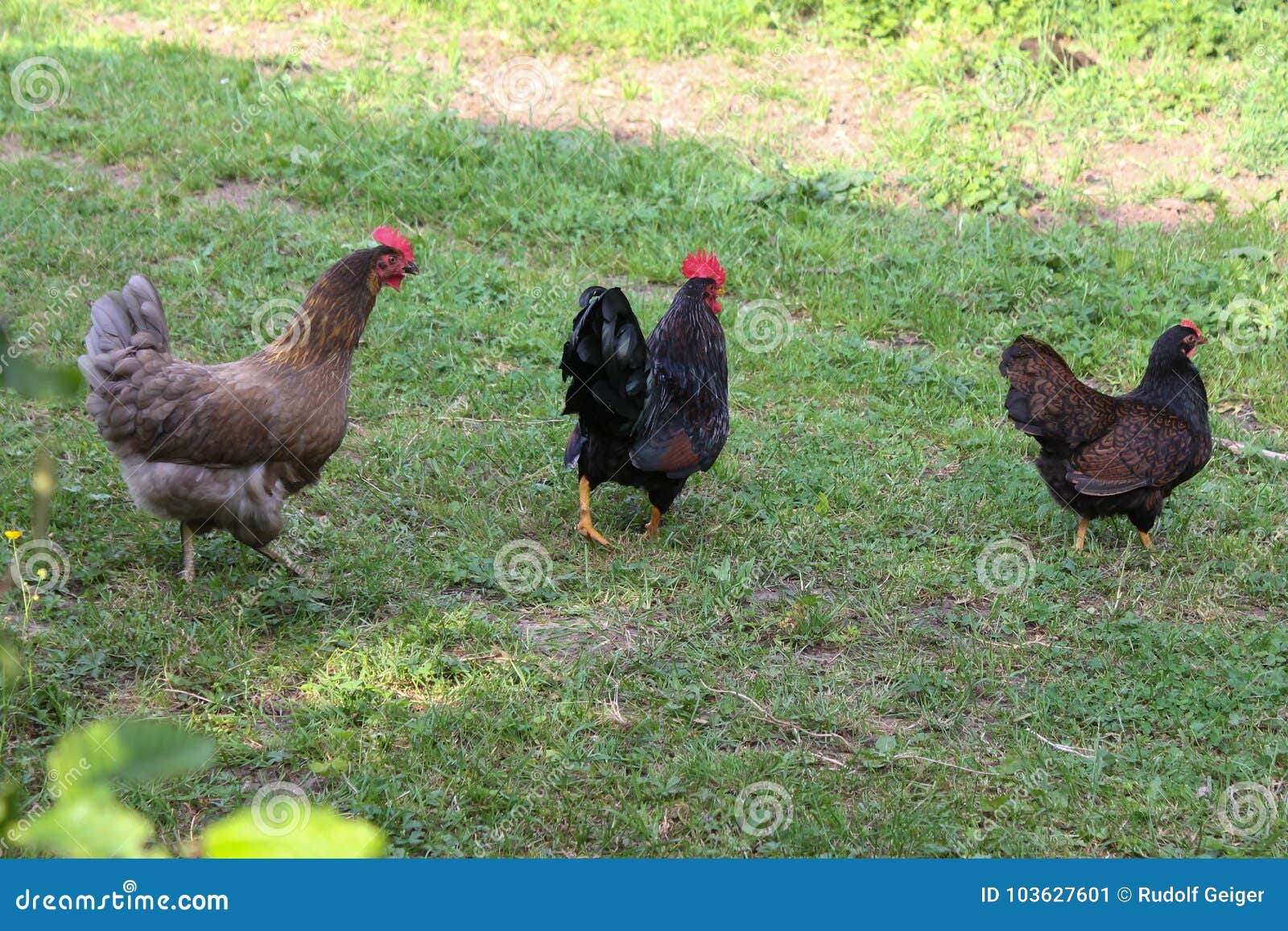 Kippen in tuin stock afbeelding. Image of landelijk 103627601