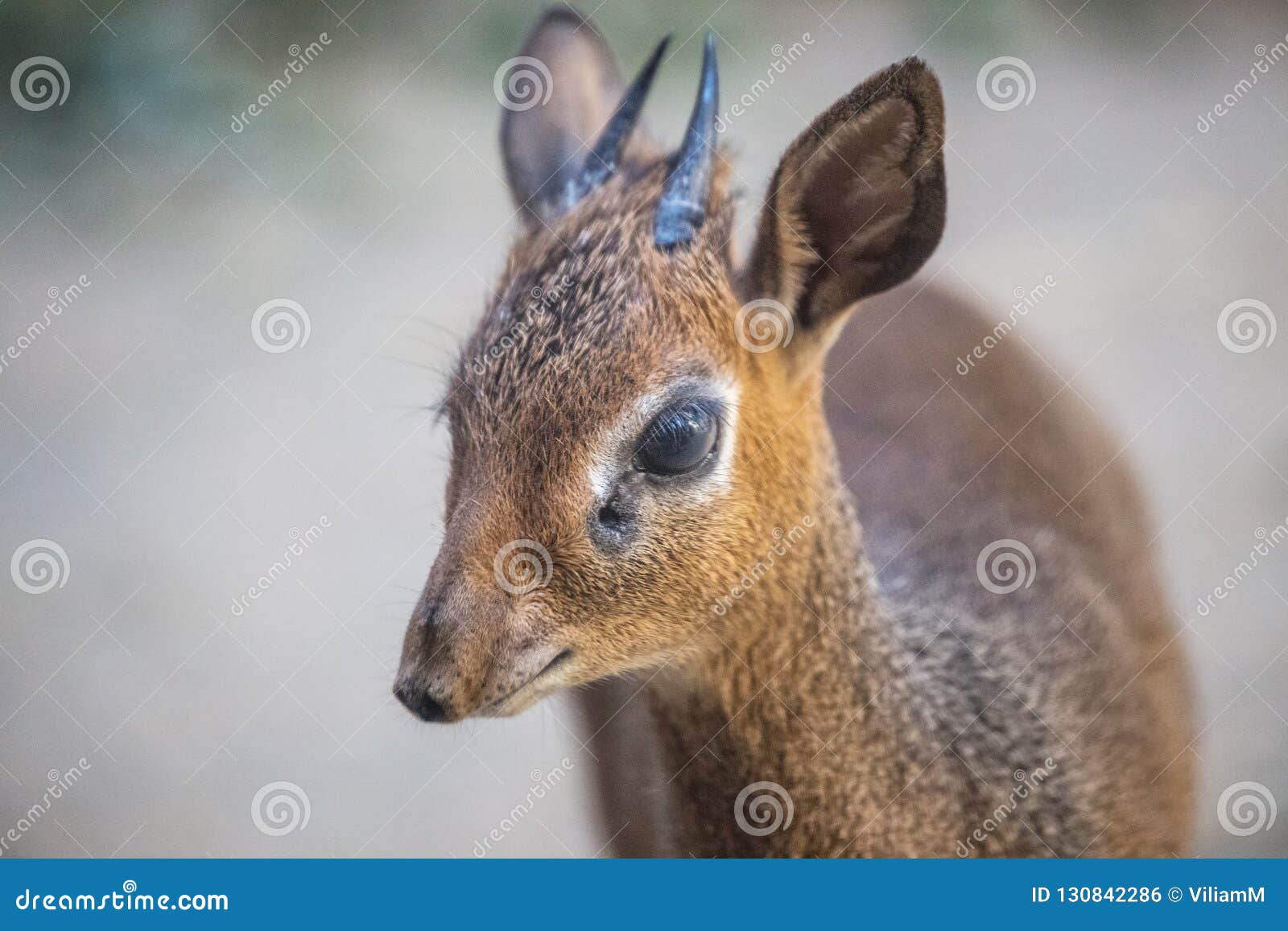 kirk`s dik-dik madoqua kirkii antelope.