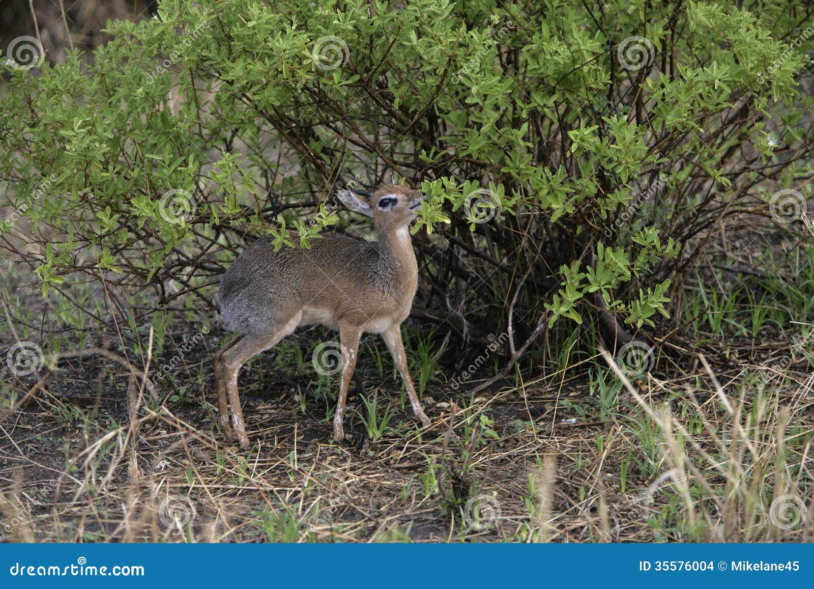 kirk's dikdik, rhynchotragus kirki