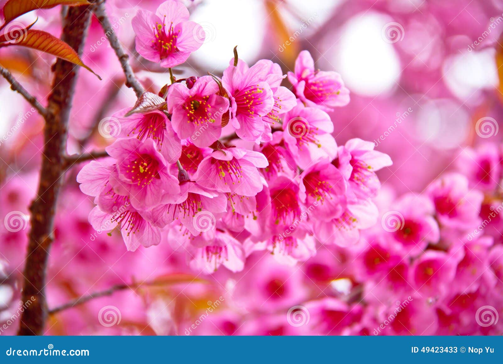 KirschblüteBlumen, Die Im Winter Blühen Stockfoto Bild 49423433
