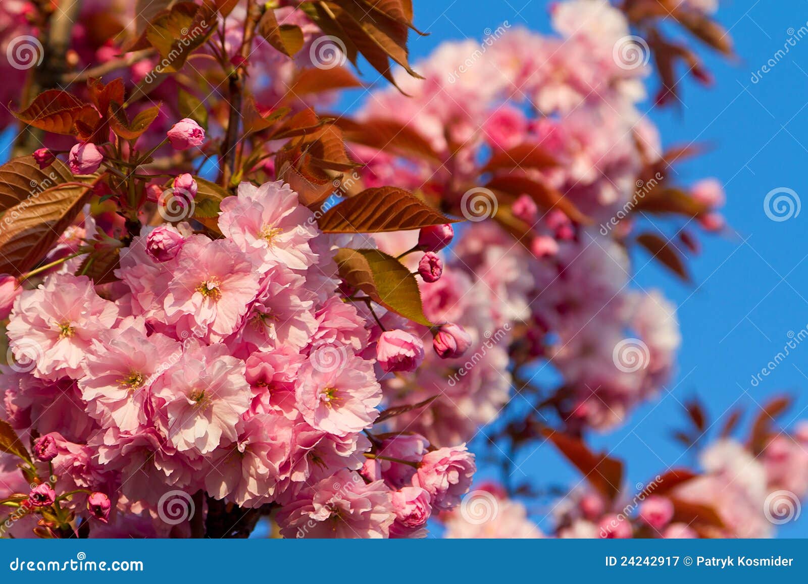 Kirschblütenbaum stockbild. Bild von garten, schönheit 24242917