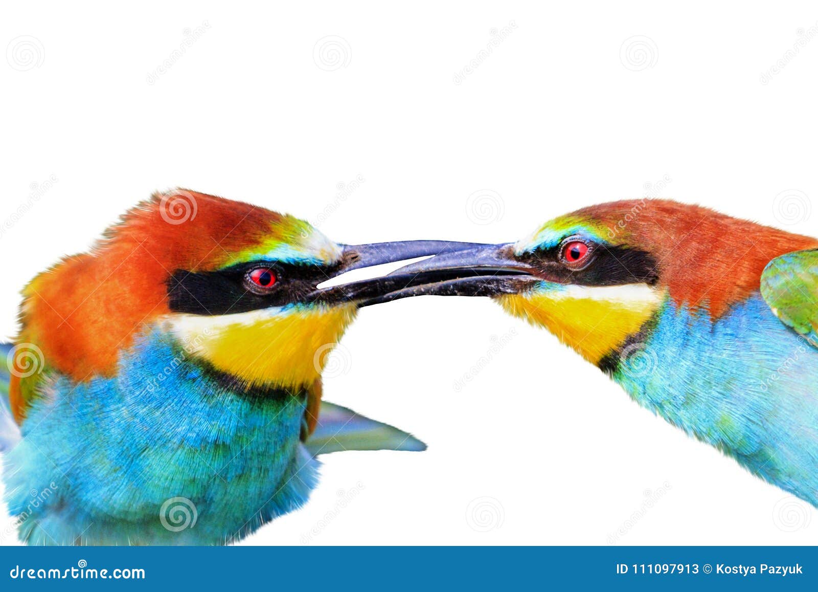 toms kissing birds toms kissing birds