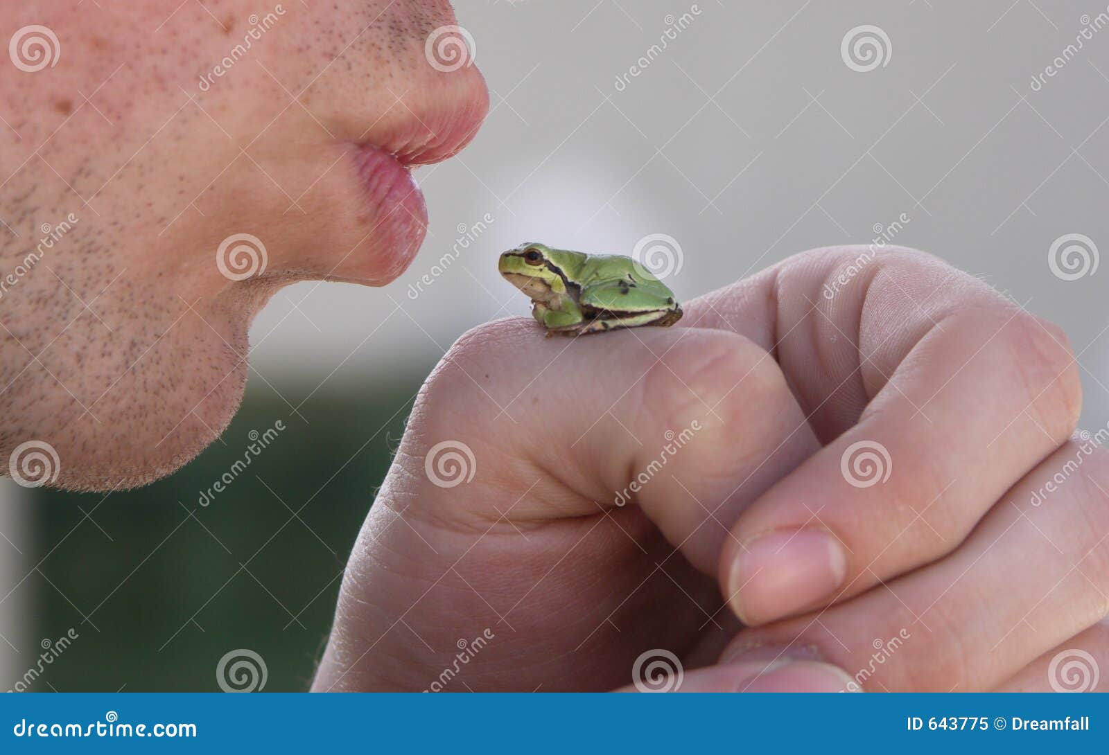 Kiss the frog stock image. Image of nature, details, kiss 643775