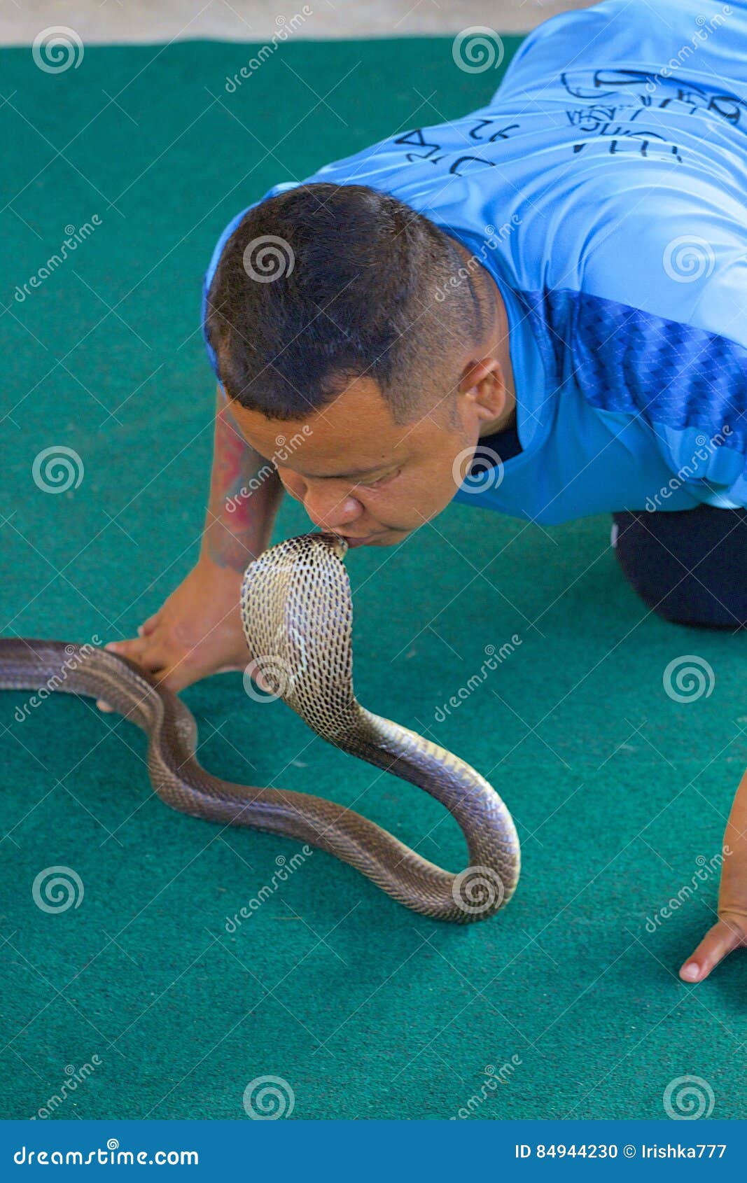 King Cobra Snake In The Nursery Editorial Photo CartoonDealer king-cobra-snake-in-the-nursery-editorial-photo-cartoondealer