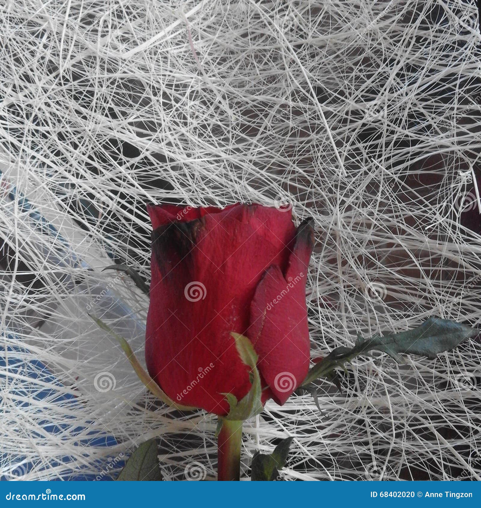 Kiss from the rose stock photo. Image of beatiful, love 68402020