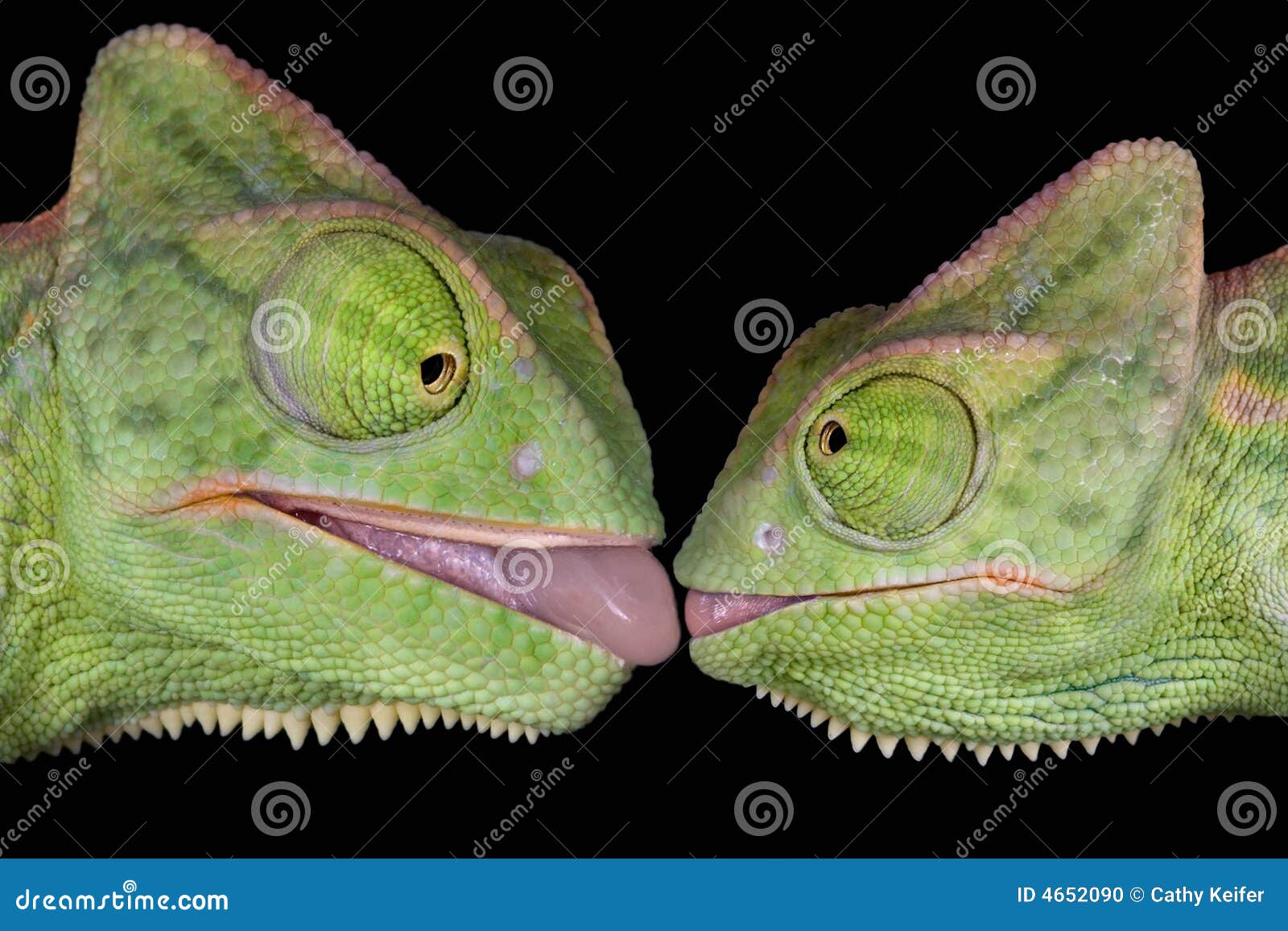 kissing-chameleons-4652090.jpg