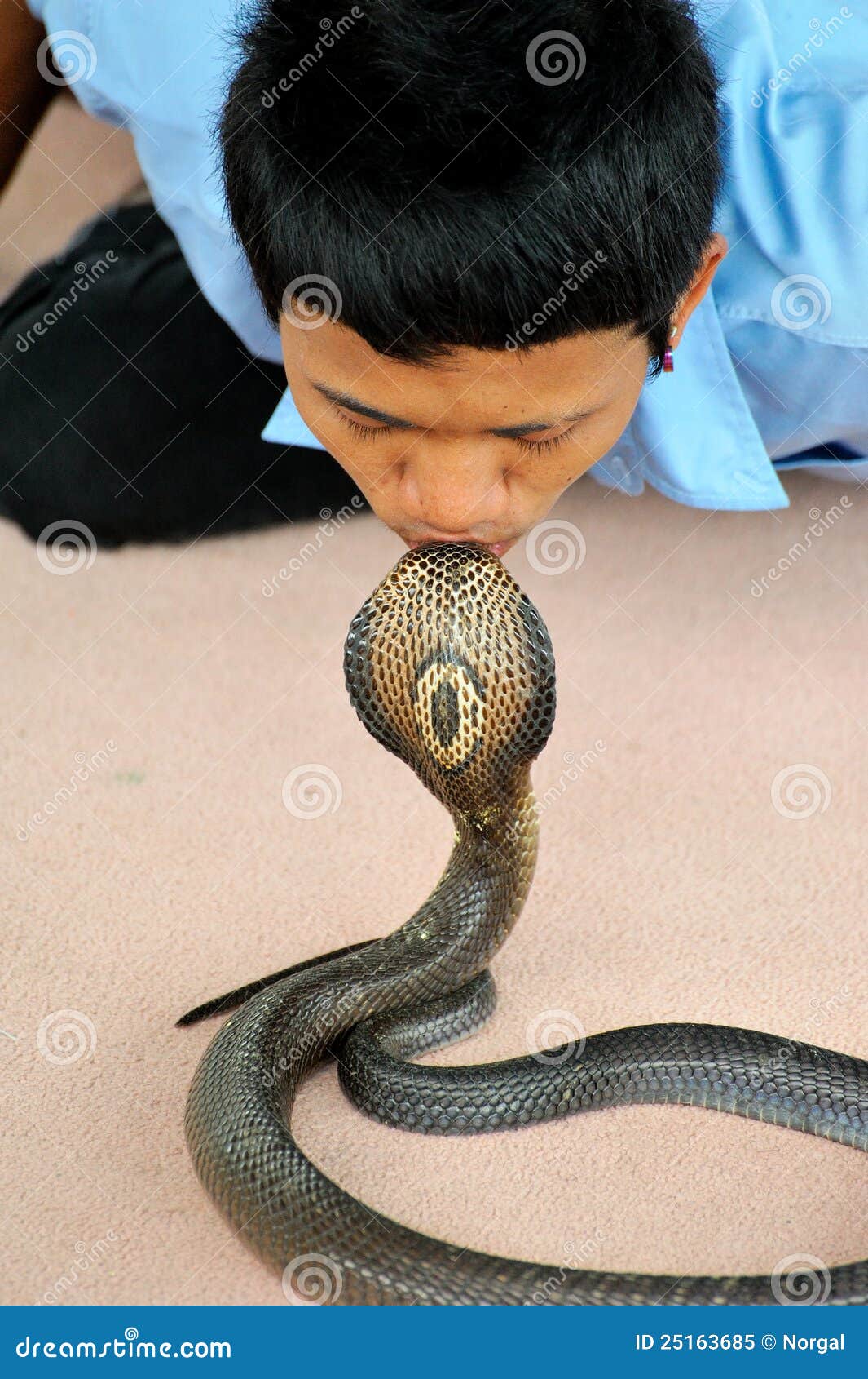Kissing Cobra editorial image. Image of reptile, kiss 25163685