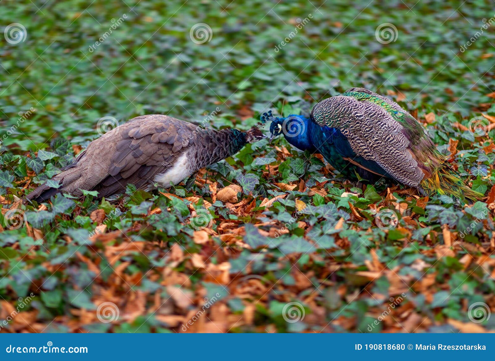 Kissing Peacock Birds Peacocks Of Love Stock Photo Kissing Peacock Birds Peacocks Of Love Stock Photo