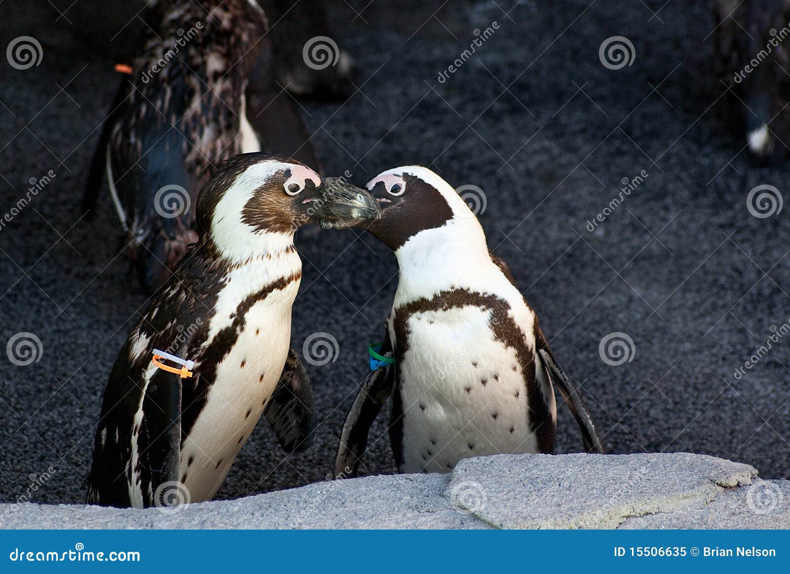Kissing Penguins stock image. Image of cute, kissing - 15506635