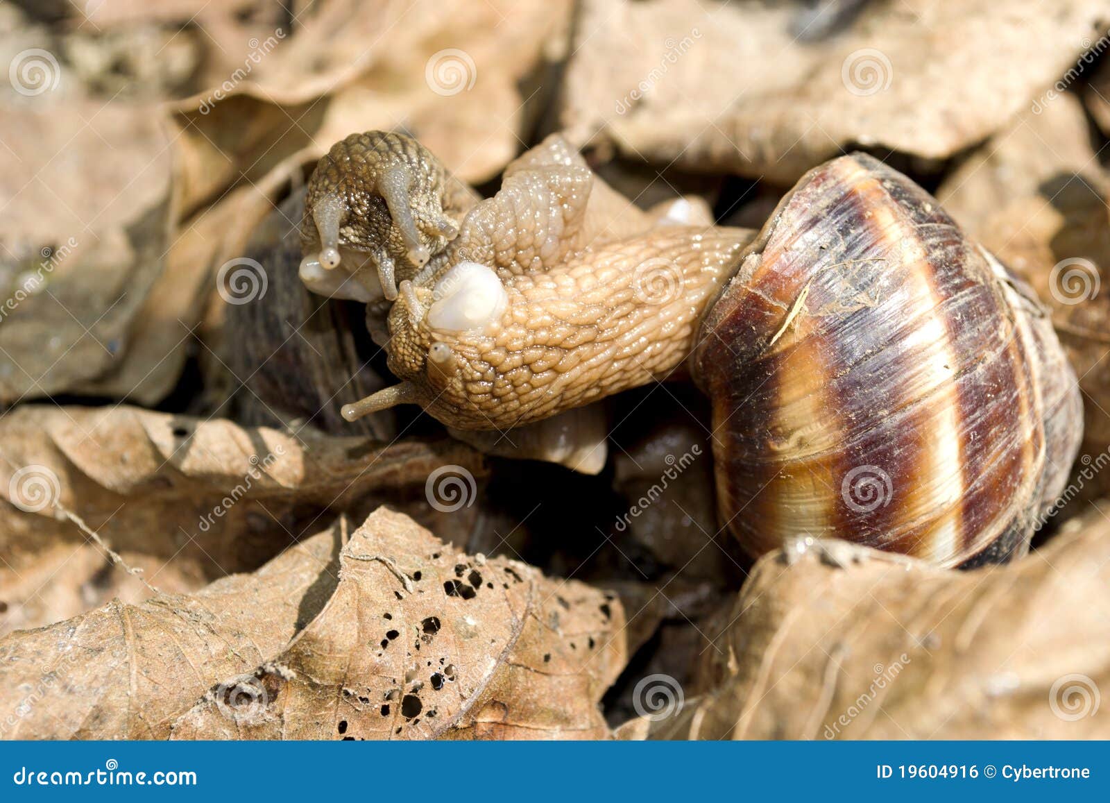 Kissing snails stock photo. Image of beam, pretty, garden 19604916