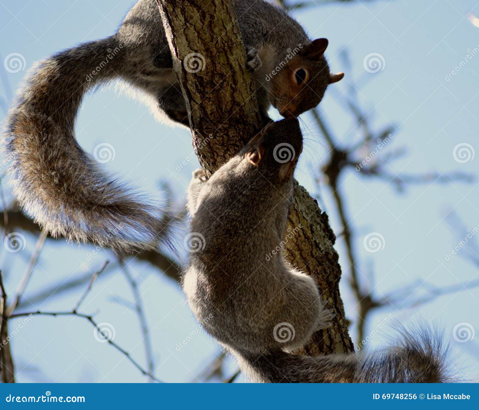 Kissing Squirrels stock photo. Image of kiss, couple 69748256
