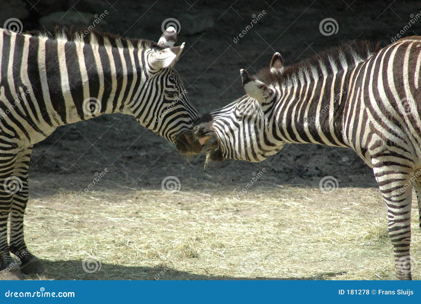 Kissing Zebra Horses Royalty Free Stock Photos Image 181278
