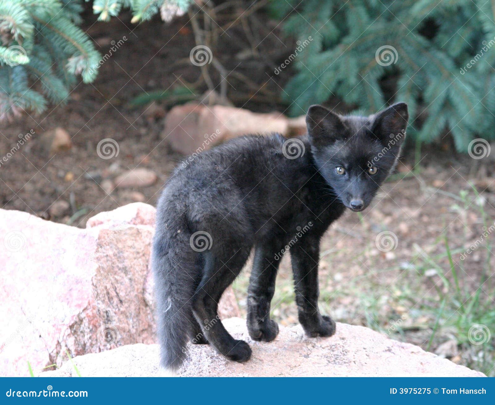 1 067 Zorro Negro Del Bebe Fotos Libres De Derechos Y Gratuitas De Dreamstime