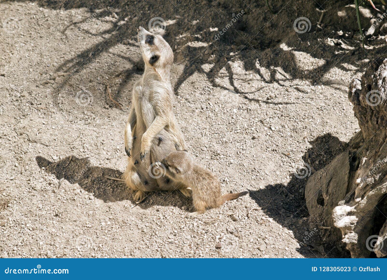 Kit meerkat and mother stock image. Image of pups, four 128305023