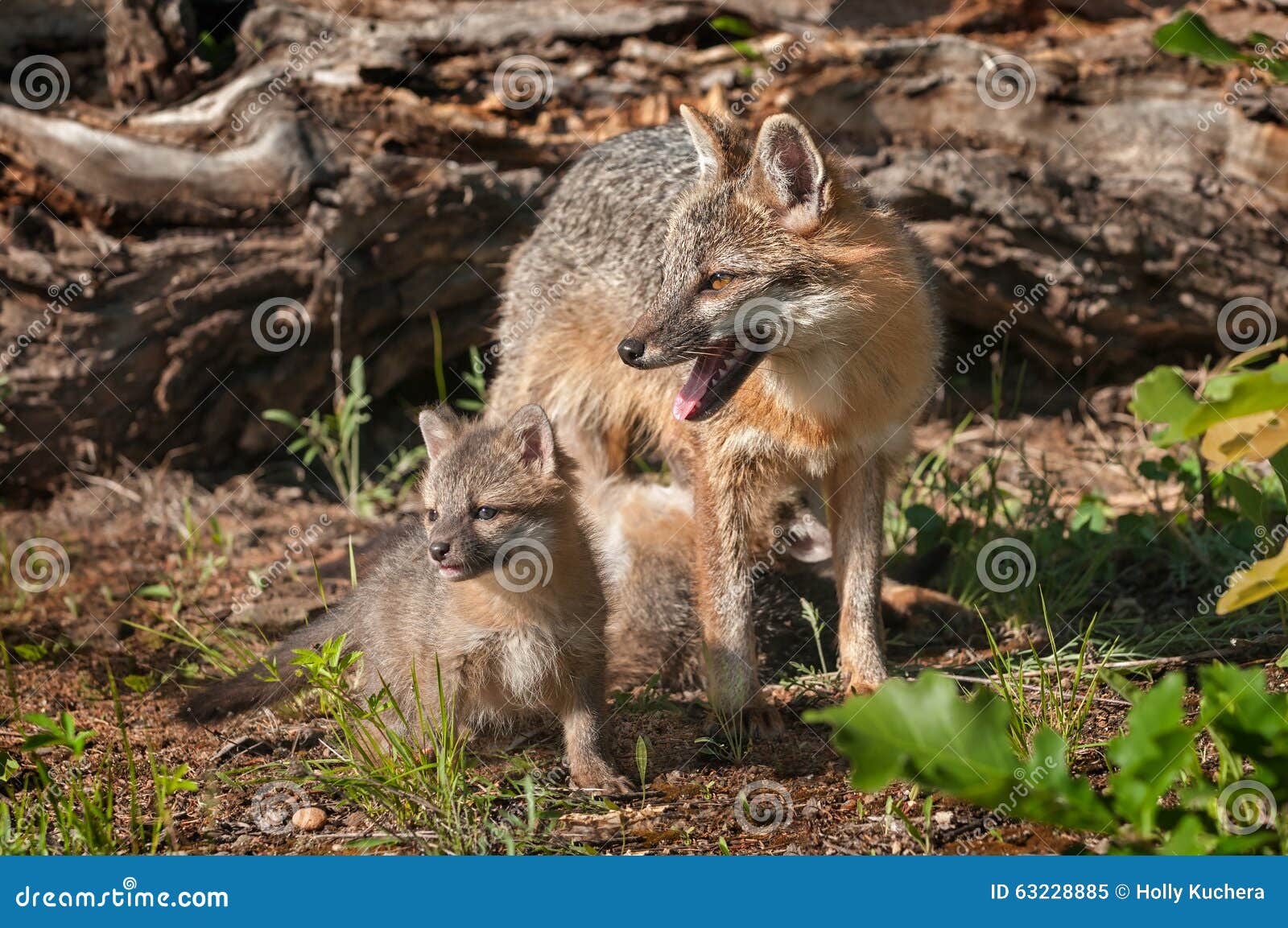 kit stands with grey fox vixen (urocyon cinereoargenteus)