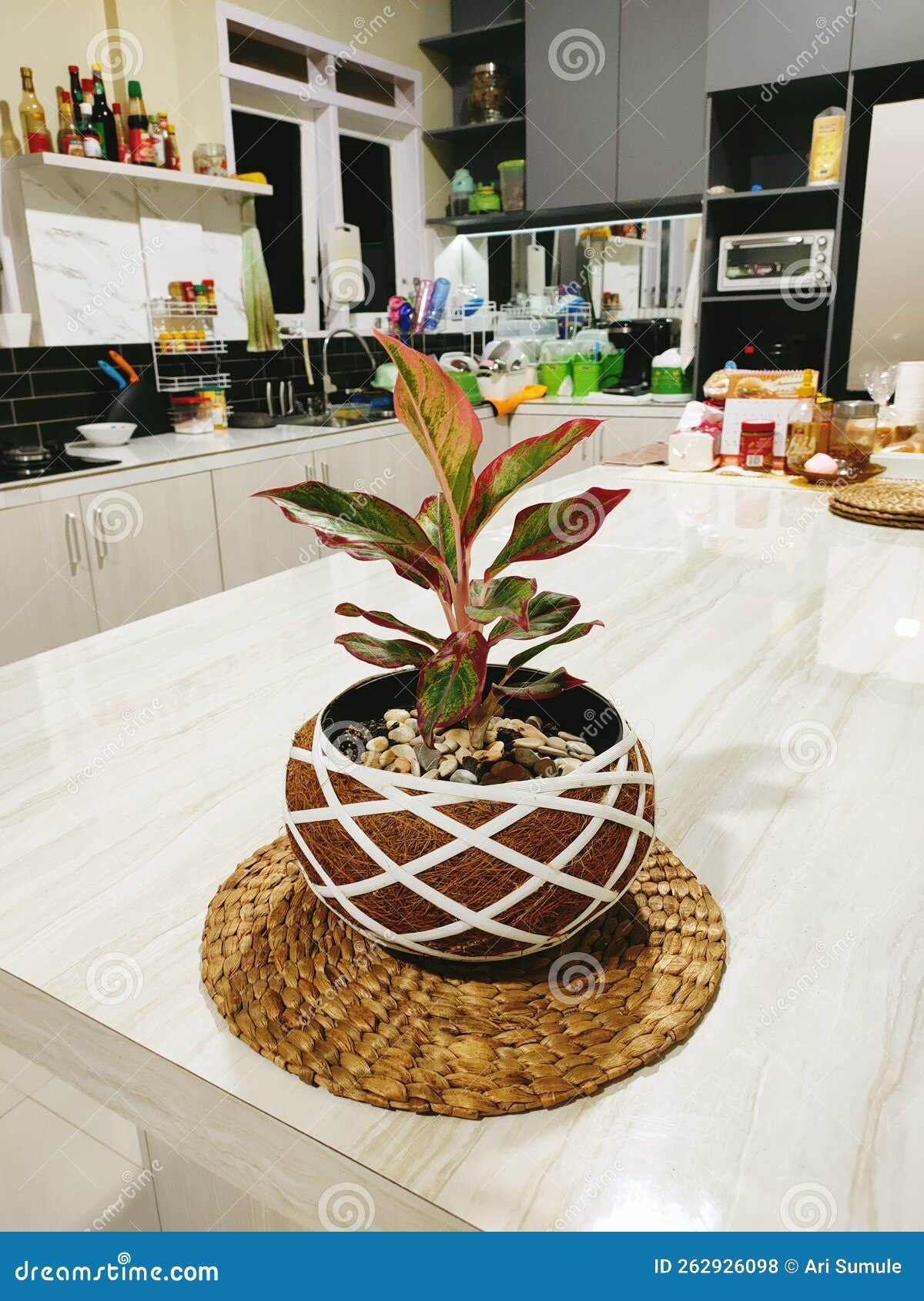 Kitchen Decorations with Plants on the Table Stock Photo Image of