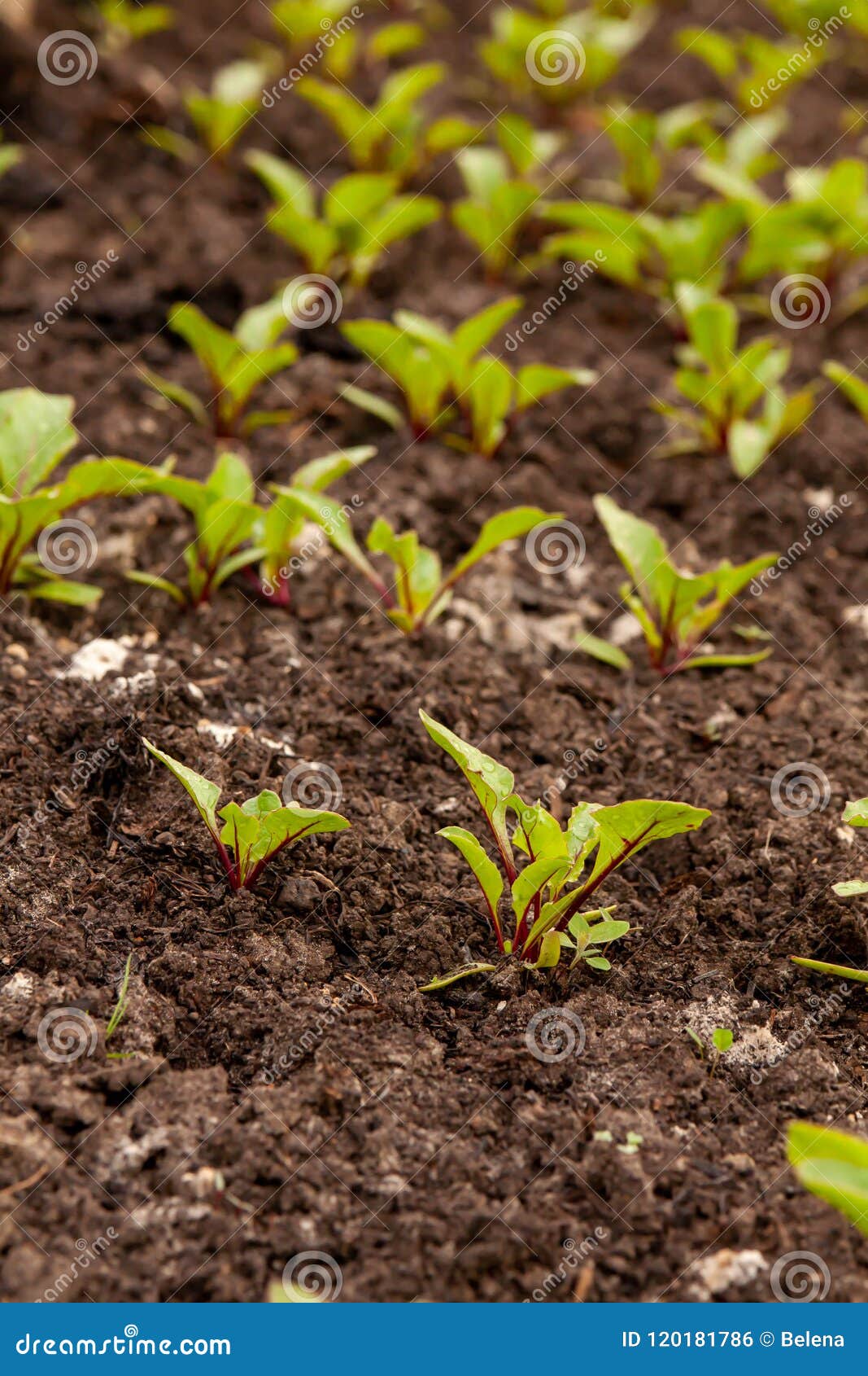 Kitchengarden. Beet Sprouts Stock Photo Image of field, country