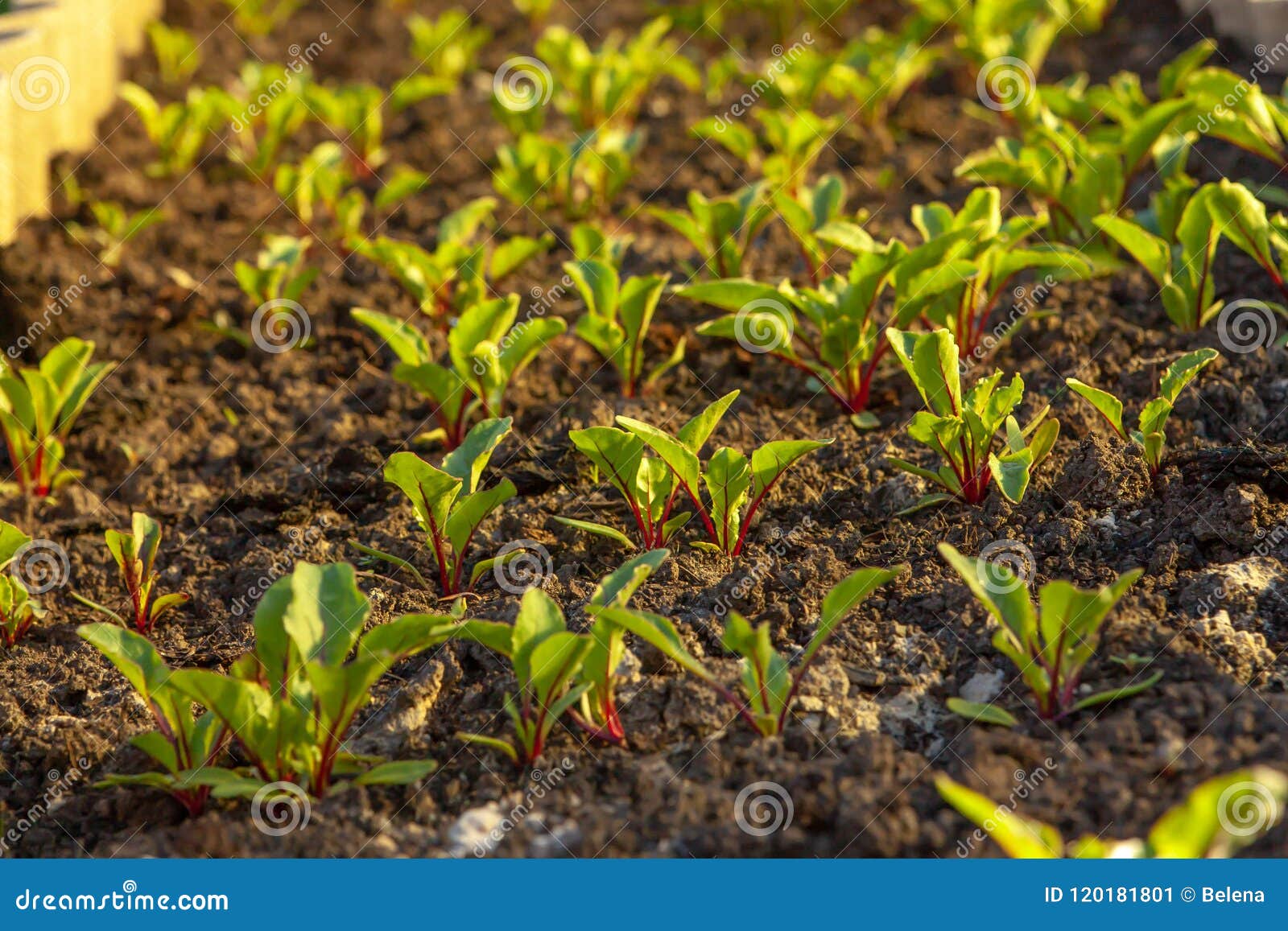 Kitchengarden. Beet Sprouts Stock Image Image of agriculture, summer