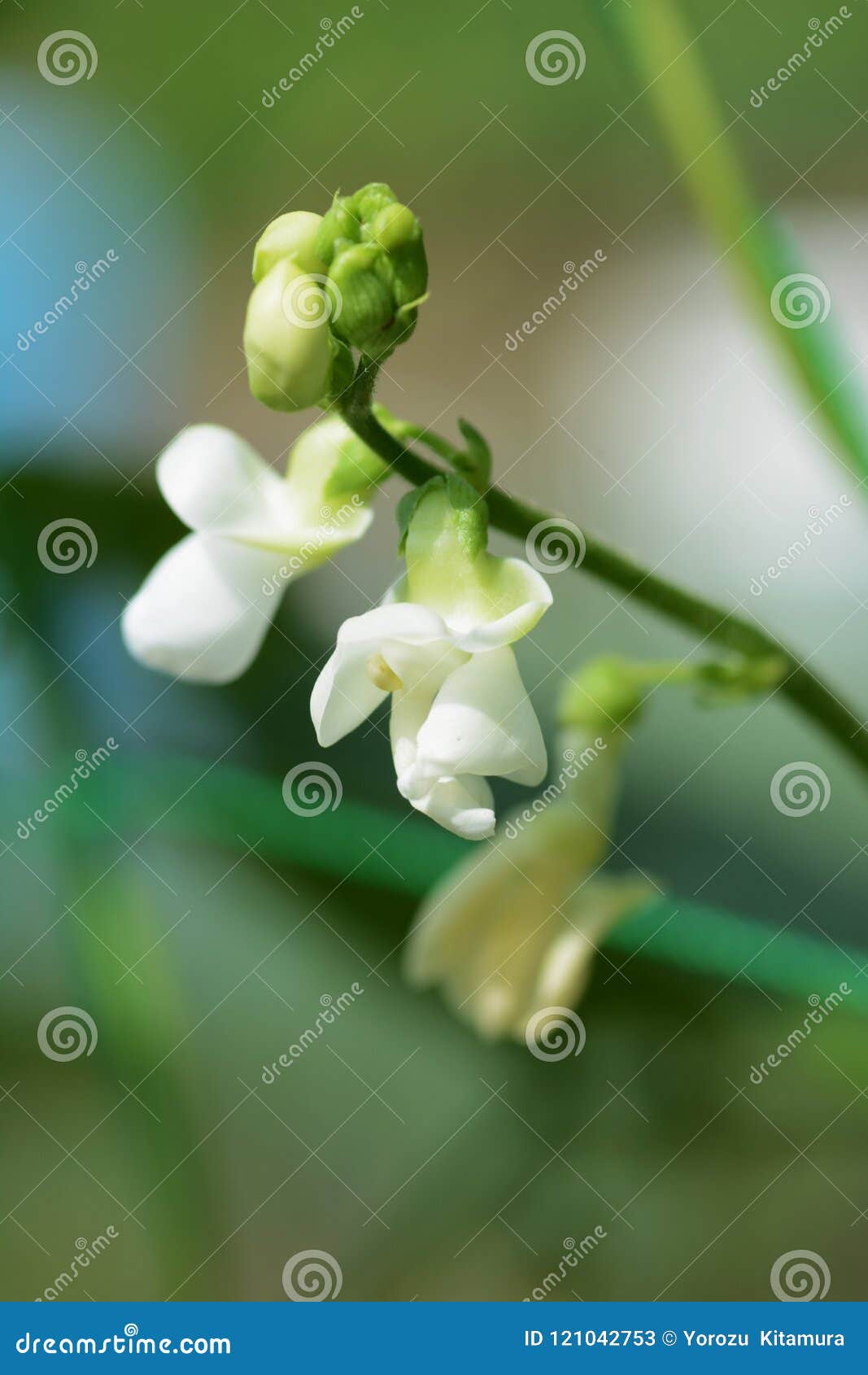 Kidney bean cultivation stock image. Image of organic 121042753