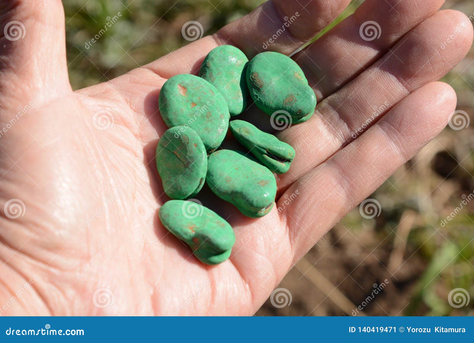 Sowing of Broad beans stock image. Image of growing 140419471