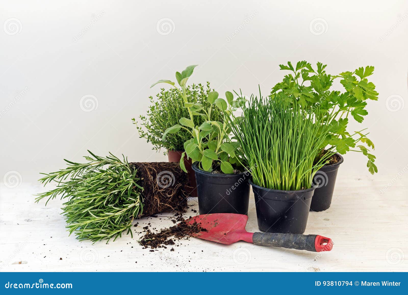 kitchen herb plants in pots such as rosemary, thyme, parsley, sa